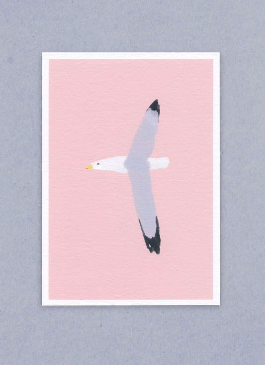 Seagull of Skye